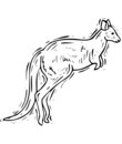 kangourou dessin impression et coloriage