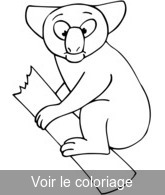 coloriage koala sur sa branche