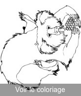 coloriage gros koala qui mange des fruits