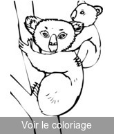 coloriage maman koala et son bébé