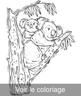 coloriage dessin de koala à colorier