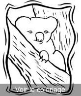 coloriage koala caché dans un gros arbre