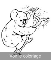 coloriage koala au pelage gris