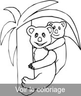 coloriage koala et son petit dans l'arbre