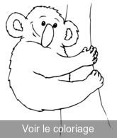 coloriage koala avec un nez large et charnu