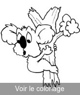 coloriage Petit koala mignon