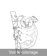 coloriage koala de couleur grise