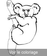 coloriage koala gris et blanc