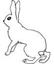 crocquis lapin pour coloriage