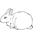 crocquis lapin pour coloriage