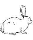 imprimer pour coloriage image lapin