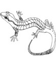 lezard image a imprimer et colorier