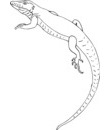 clip art lezard a imprimer & colorier