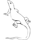 dessin lezard pour coloriage