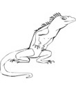 crocquis lezard pour coloriage