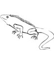 lezard coloriage pour imprimer