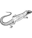 coloriage lezard noir et blanc a imprimer