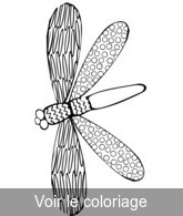 coloriage libellule de toutes les couleurs