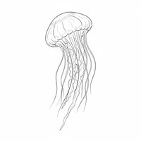 Coloriage méduse réaliste épurée vue en trois-quarts, cloche inclinée et tentacules longs en nombre limité