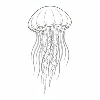 Coloriage méduse réaliste épurée, cloche au bord festonné, filaments et tentacules en quantité modérée