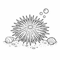 Coloriage oursin semi réaliste simple, ligne de sable, deux coquillages et piquants réguliers