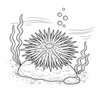 Coloriage scène réaliste épurée avec oursin sur rocher, algues courbées par le courant et bulles