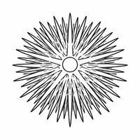 Coloriage oursin semi réaliste simple vue de dessus, piquants réguliers et motif étoilé central