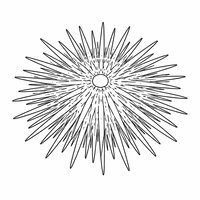 Coloriage oursin réaliste épuré, vue de dessus légèrement en 3D, piquants fins modérés et texture simple