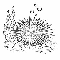 Coloriage oursin semi réaliste simple avec trois galets ronds et une algue ondulée, piquants réguliers