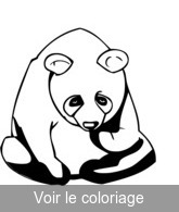 coloriage Panda se lèche la patte