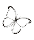 coloriage papillon a imprimer