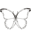 coloriage papillon a imprimer