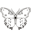 coloriage papillon a imprimer