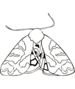 coloriage papillon a imprimer