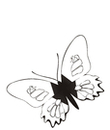 coloriage papillon a imprimer