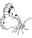 coloriage papillon a imprimer