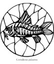 colorier coloriage poisson