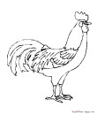 un magnifique coq