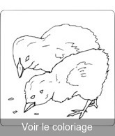 Coloriage Poussins qui Picorent| Toupty.com