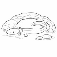 Coloriage protée (olm) semi réaliste simple sous une arche de roche, corps long en S, galets et branchies fines