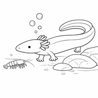 Coloriage protée (olm) réaliste simplifié près d’une petite crevette de grotte, roches arrondies et bulles