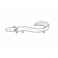 Coloriage protée (olm) semi réaliste simple de profil, corps très long, petites pattes et branchies fines