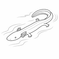 Coloriage protée (olm) vu de dessus, corps long ondulé, pattes petites, branchies fines et lignes d’eau