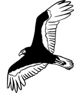 Coloriage Rapace 17