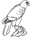 coloriage gratuit d'oiseau de proie