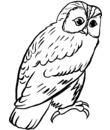 coloriage gratuit oiseau bec crochu