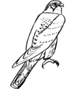 coloriage gratuit oiseau carnivore