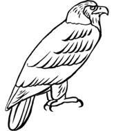 Coloriage Rapace 69