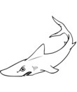 Coloriage Requin  l'air inquitant