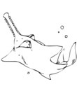 coloriage Requin scie